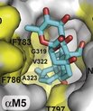 Natrium-kalium-pumpen med bindningslommen for cardiotoniske steroider (lyseblå/rød struktur). De gule områder viser position af Na+,K+-ATPase (natrium-kalium pumpen), hvor mutationer vides at påvirke bindingen af lægemidlet – bemærk hvordan disse tydeligt