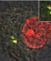 Her ses hvordan en celle med forsvarsproteinet (rød farve) fanger hiv uden for cellens kerne (gul farve). Dette bevirker, at cellens forsvarssystem aktiveres og efterfølgende blokerer hiv-infektionen